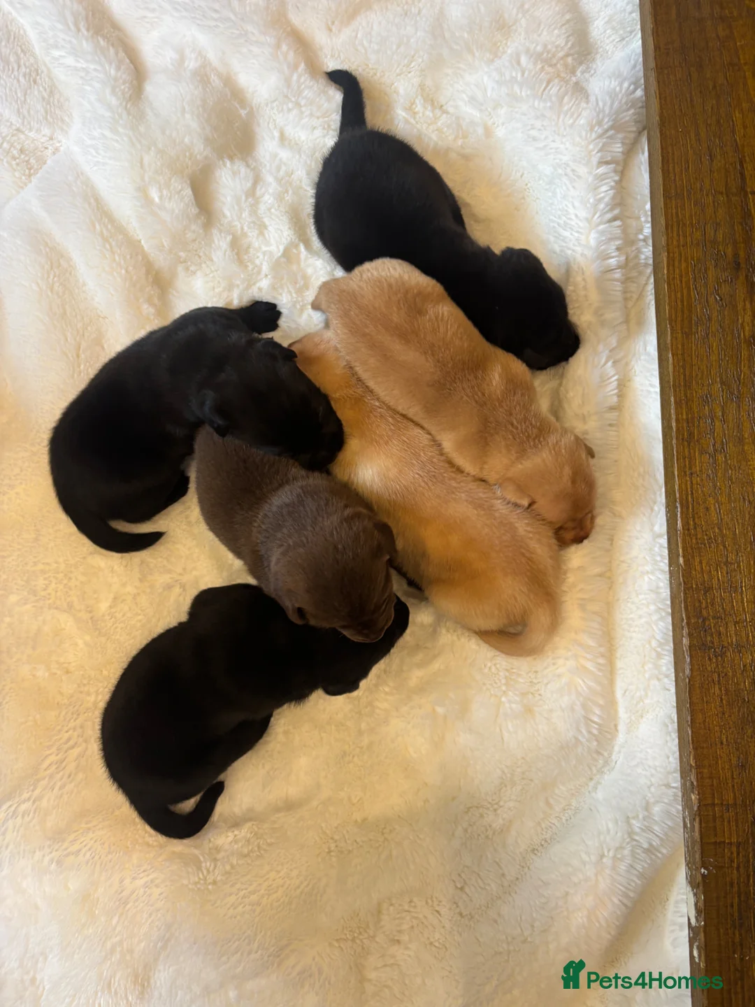 Labrador Retriever dogs for sale: D.N.A. Tested Labrador Puppies - Advert 1