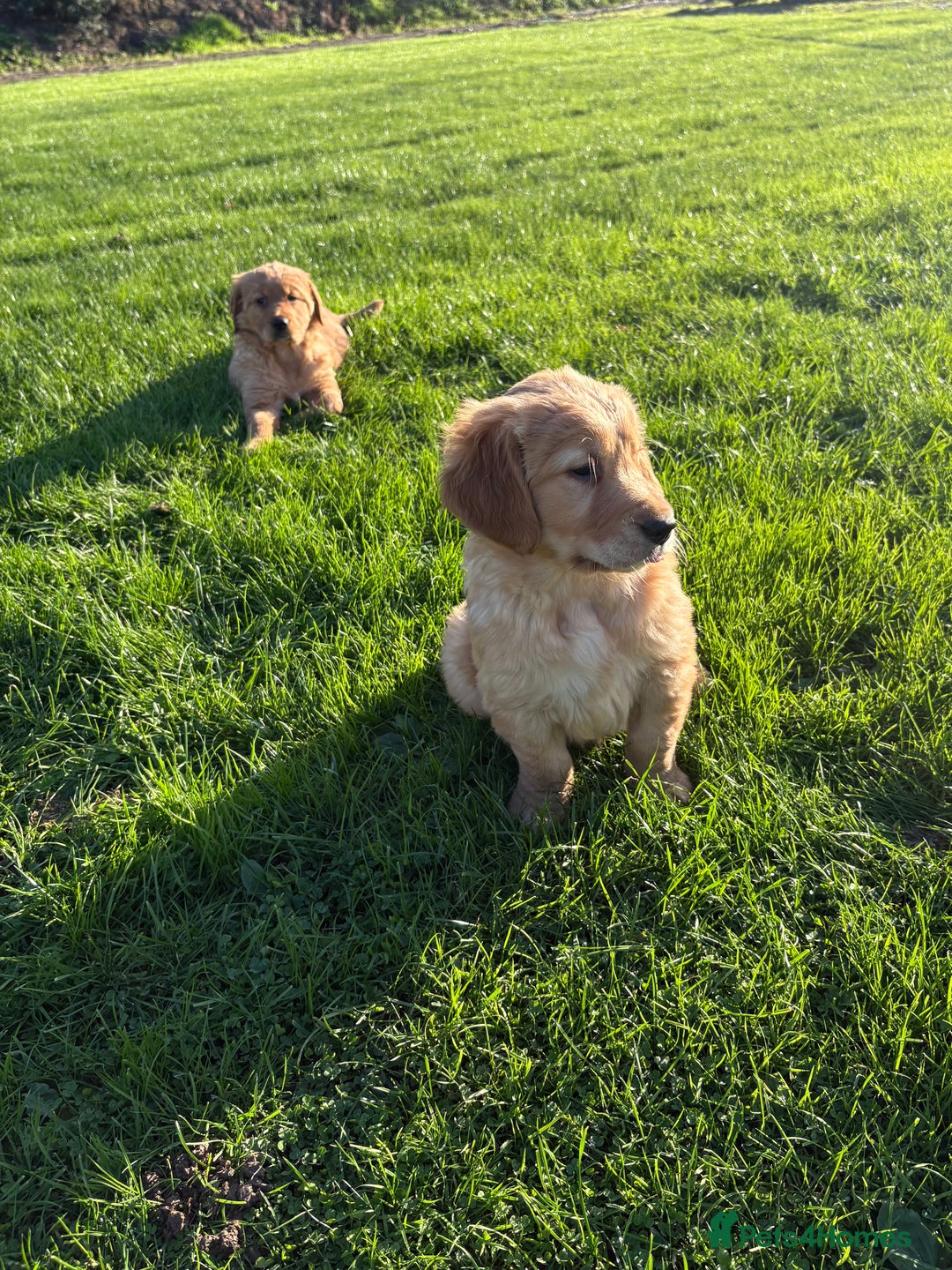 Golden Retriever dogs for sale: KC Registered Golden Retriever Puppies - Image 14