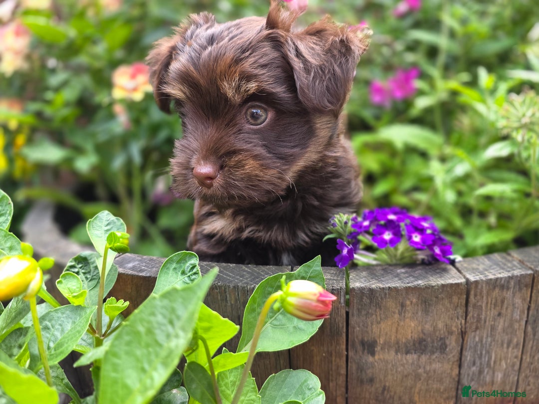 Yorkshire Terrier dogs for sale: Chocolate Yorkies  - Image 13