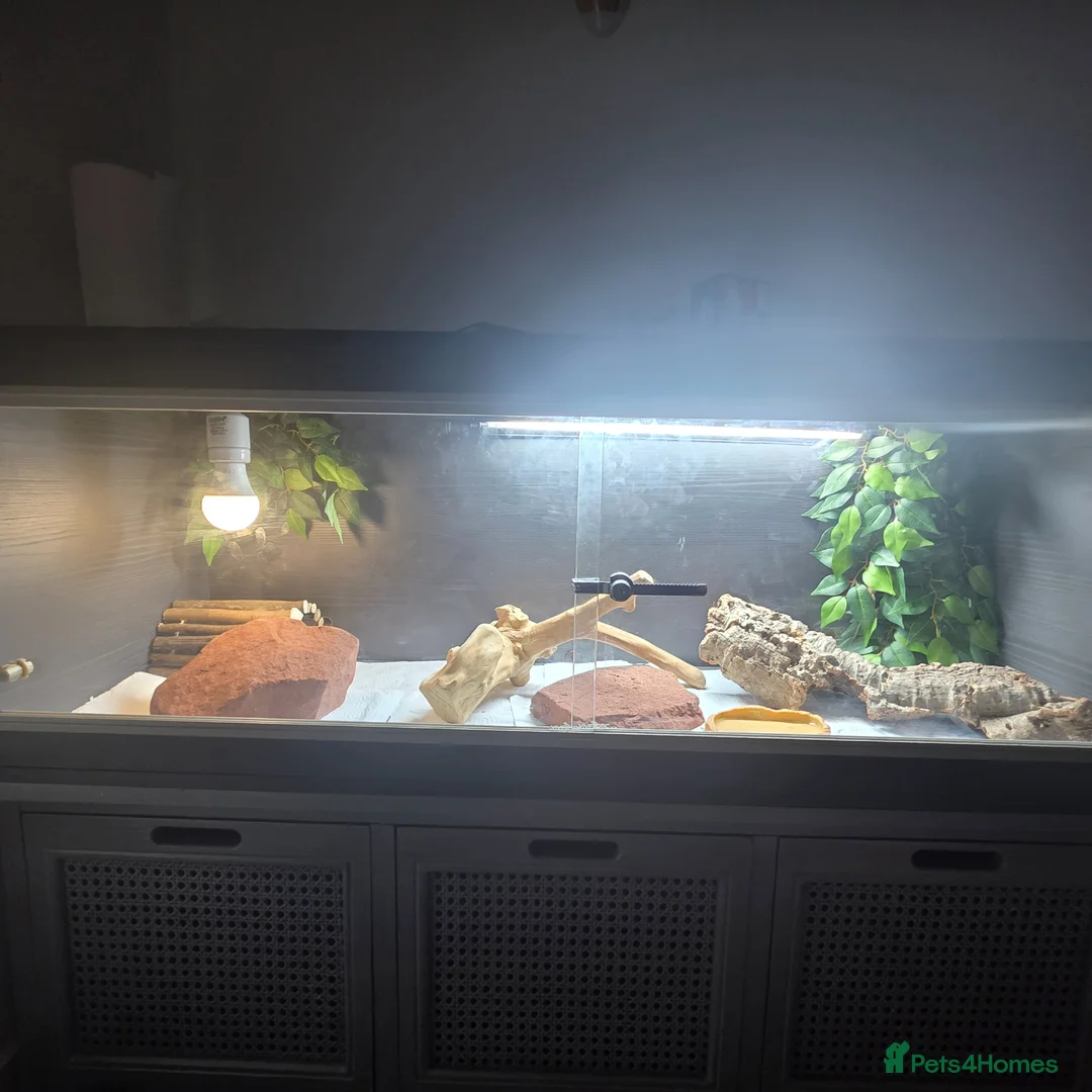 Bearded Dragon reptiles for sale: Bearded dragon,Tank and accessories  in Wallasey - Advert 3