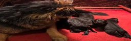 Mixed Breed dogs for sale: Fabulous Shepadoodles 2 stunning girls  - Advert 12
