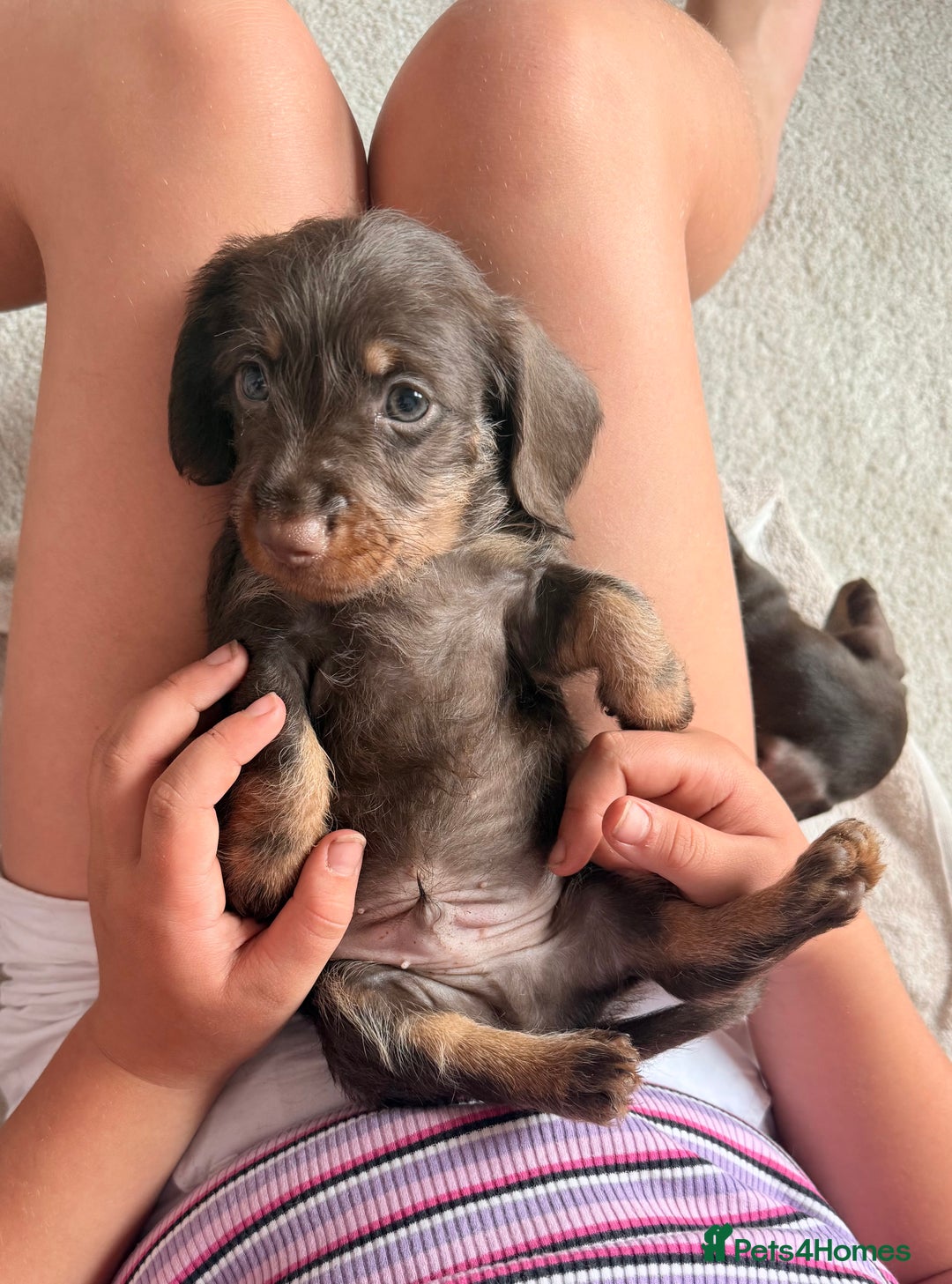 Miniature Dachshund dogs for sale: Quality miniature dachshund puppies  - Image 10