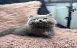 British Shorthair cats for sale: 🐾 GCCF Registered British longhair  Kittens ✨ - Image 5