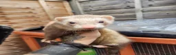 Ferret rodents for sale: Ferrets for sale - Advert 3