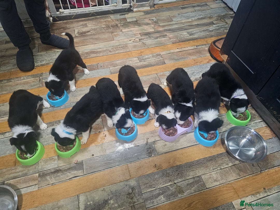 Border Collie dogs for sale: Ready NOW - One Border Collie Pup Left - Advert 4