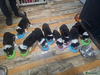 Border Collie dogs Border Collie Puppies - Advert 10