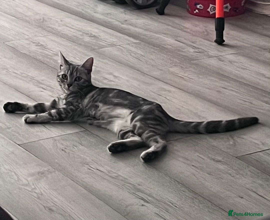 Mixed Breed cats for sale: Tuxedo male kitten - black/white - Advert 1