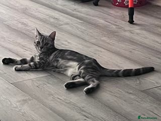 Mixed Breed cats Tuxedo male kitten - black/white - Advert 17