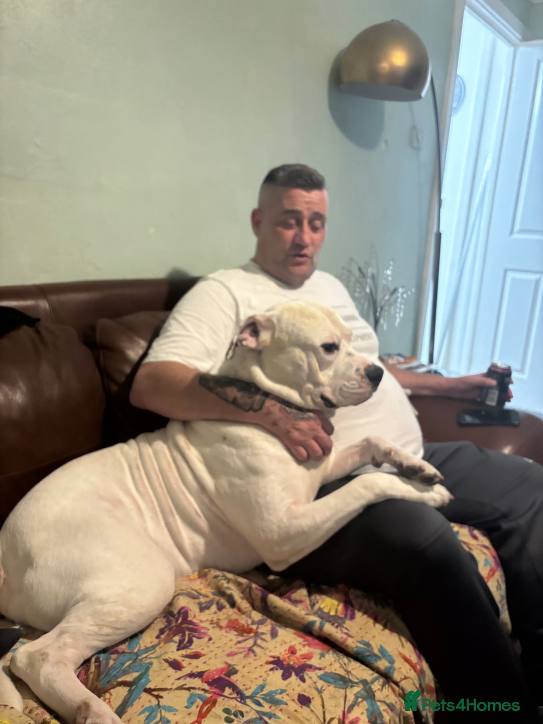 American Bulldog dogs for stud: Classic American bull 🇺🇸  - Image 3