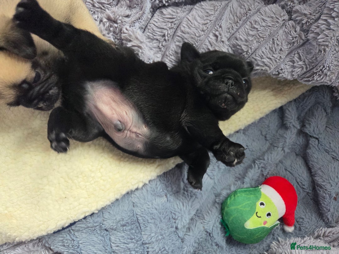 Pug dogs for sale: X2 beautiful male pugs - Image 3