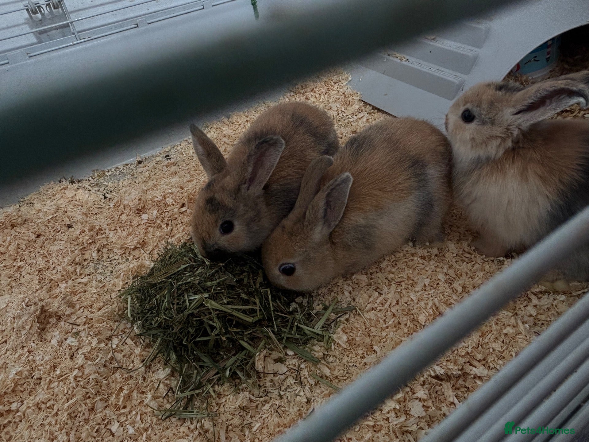 Mini Lop rabbits 2 baby bunnies  - Advert 6