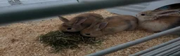 Mini Lop rabbits for sale: 2 baby bunnies  - Advert 1