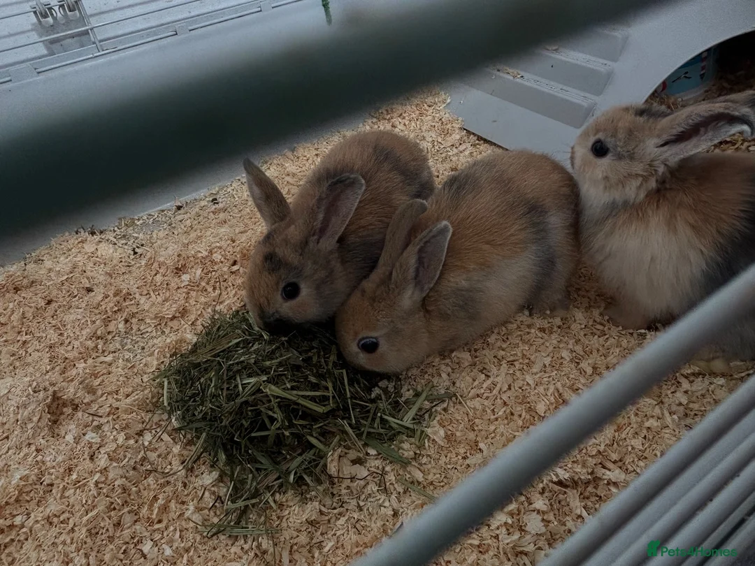 Mini Lop rabbits for sale: 2 baby bunnies  - Advert 1