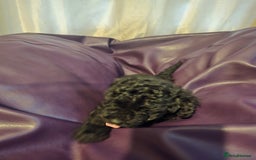 Mixed Breed dogs for sale: Poodles cross patterdale boy pupies - Advert 7