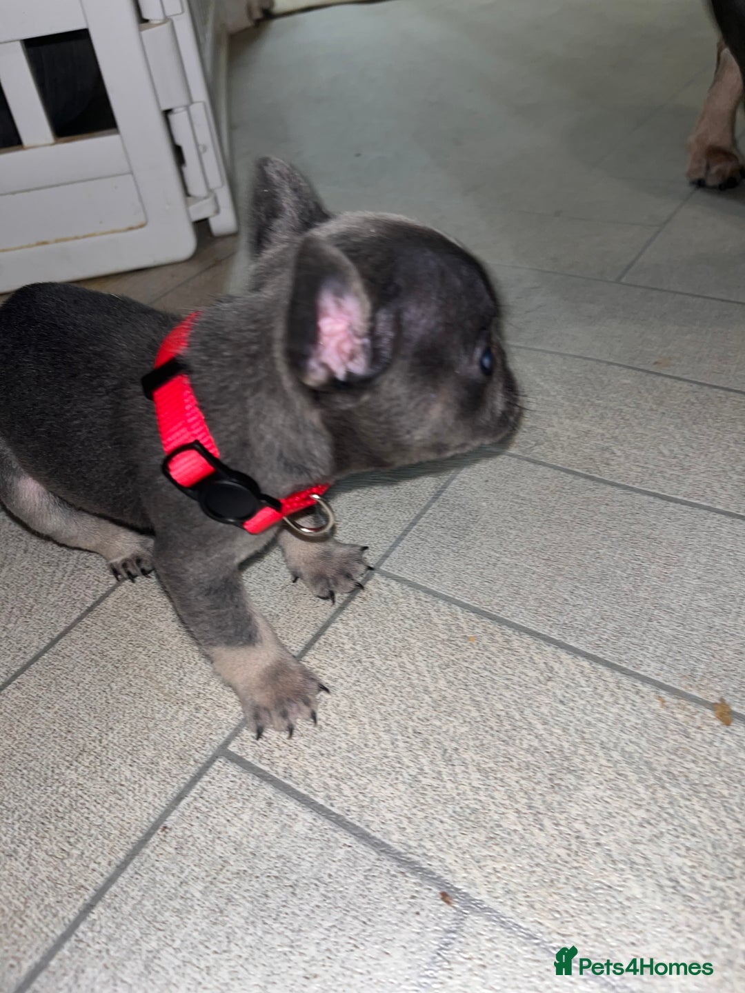 French Bulldog dogs for sale: Cutest frenchies pups  - Advert 31