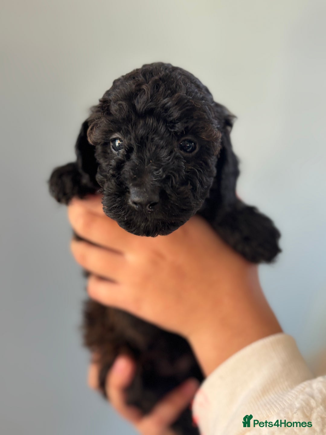 Miniature Poodle dogs for sale: Beautiful health tested miniature poodles  - Advert 27