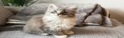 Maine Coon cats for sale: Beautiful half Maine coon kittens available  - Advert 5