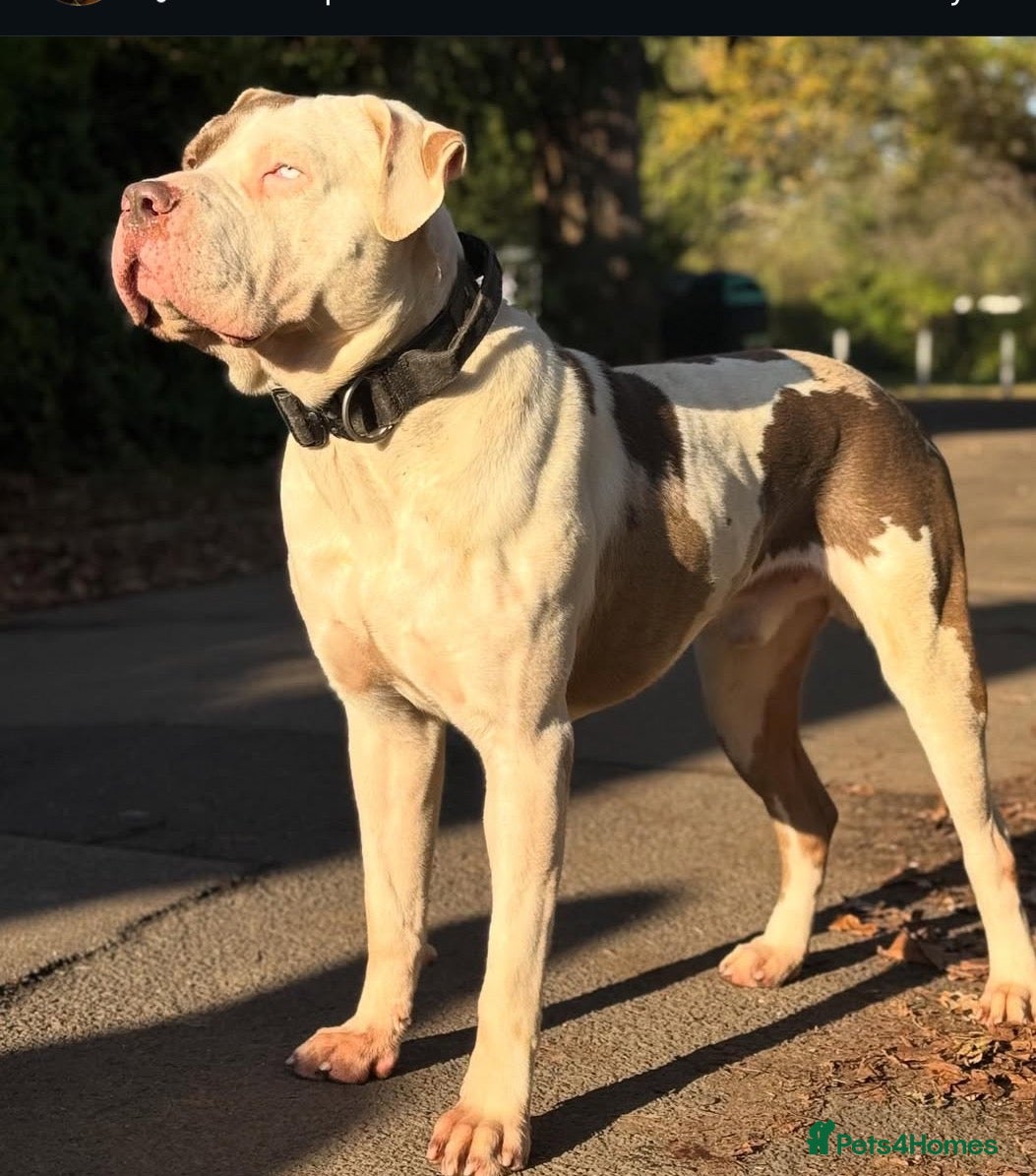 Mixed Breed dogs for sale: Lovely Merle puppy’s looking for his forever Home - Advert 2
