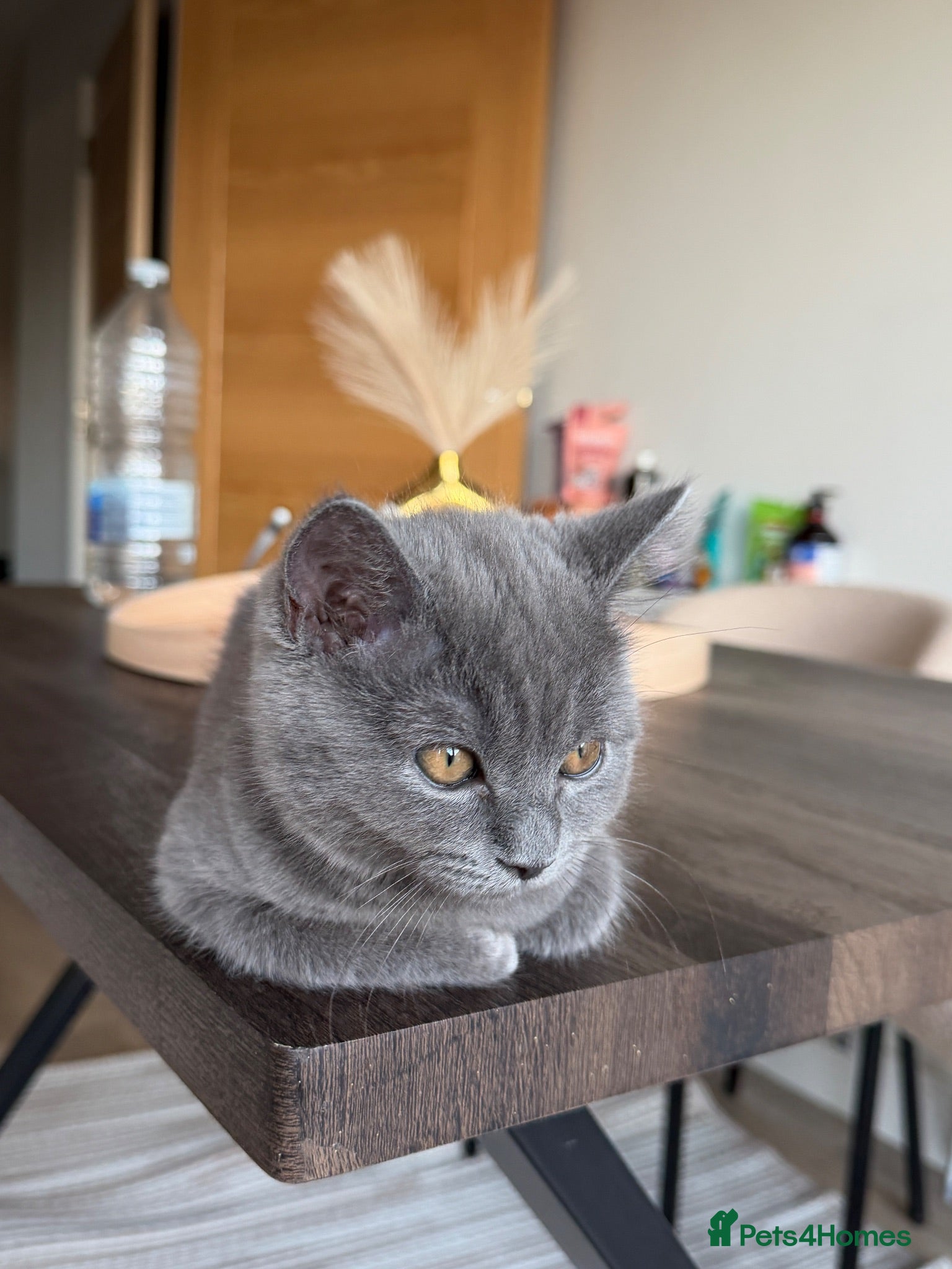 British Shorthair cats Female British shorthair kitten  - Advert 8