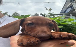 Dachshund dogs for sale: Beautiful puppies of standard dachshund  - Image 27