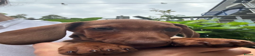 Dachshund Puppy 3