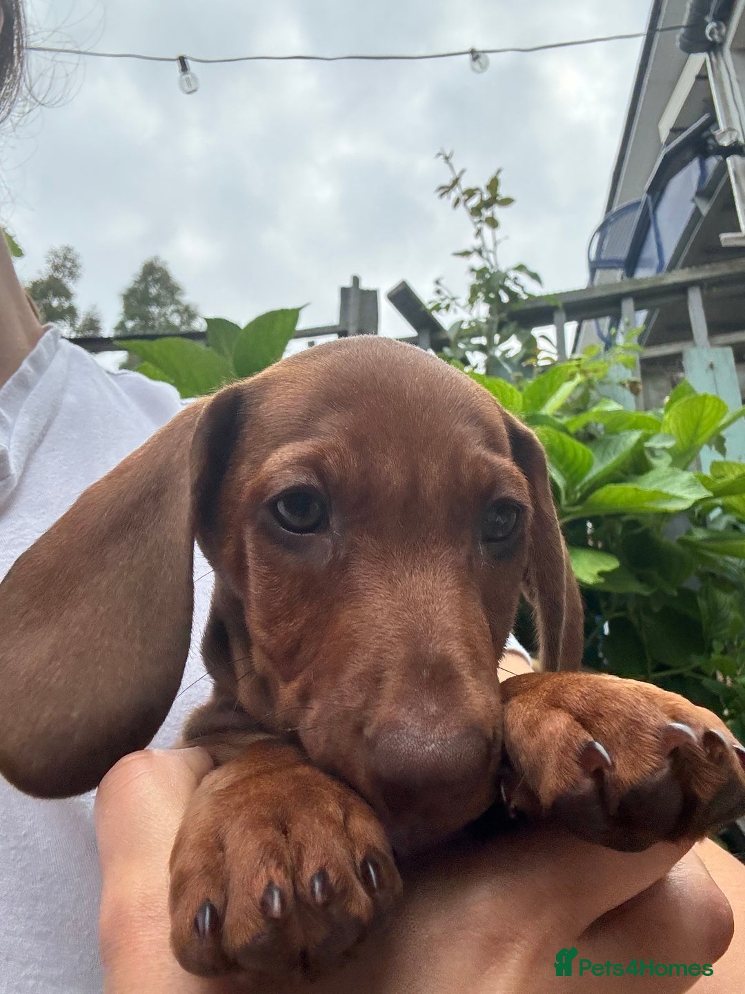 Dachshund dogs for sale: Beautiful puppies of standard dachshund  - Image 27