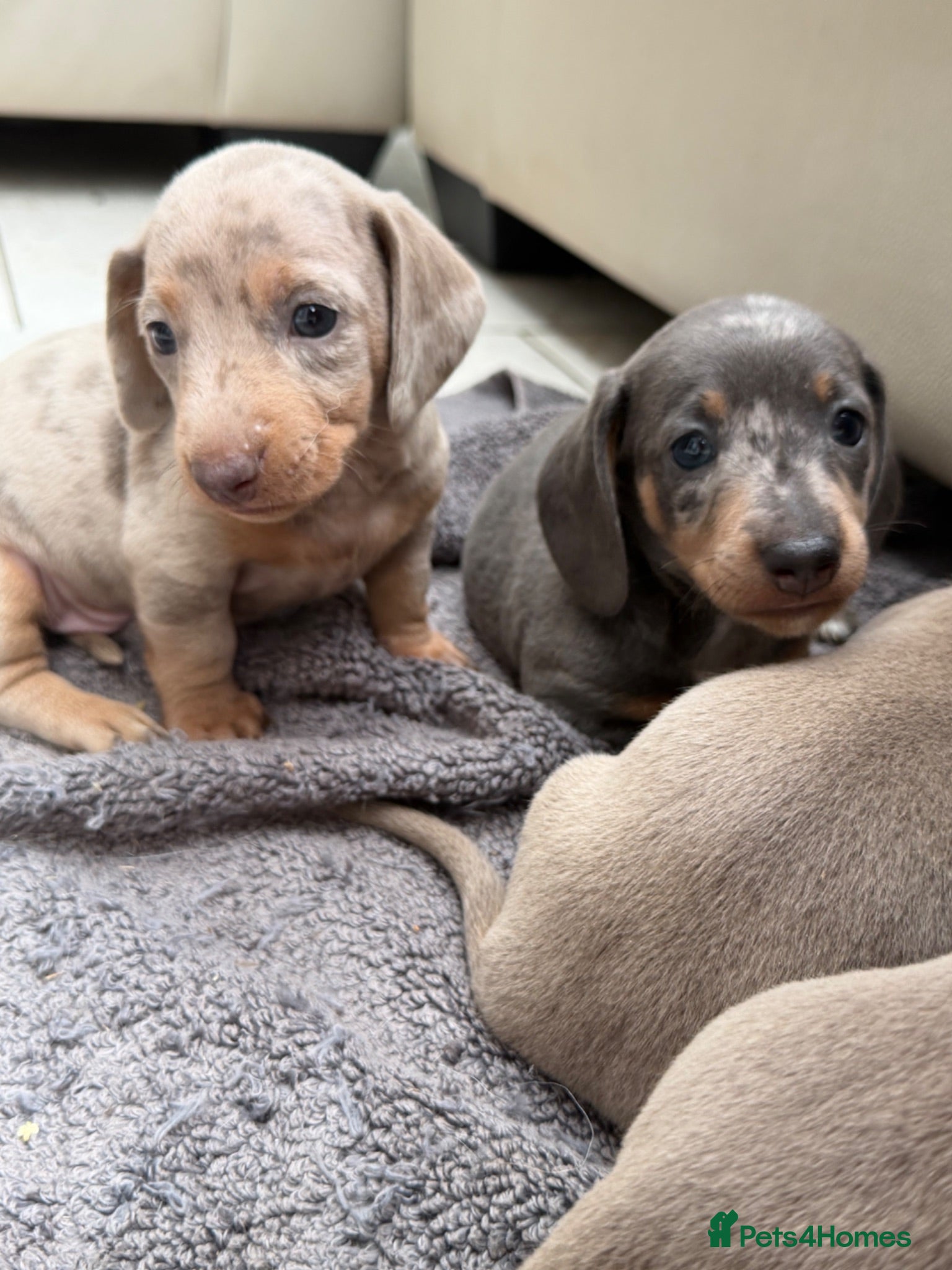 Dachshund dogs Miniature Dachshund - Advert 1