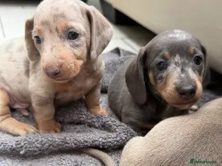 Dachshund dogs Miniature Dachshund - Advert 1