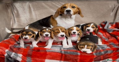 Beagle dogs - Advert 1
