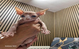 Sphynx cats for sale: Two beautiful little lions  - Advert 10