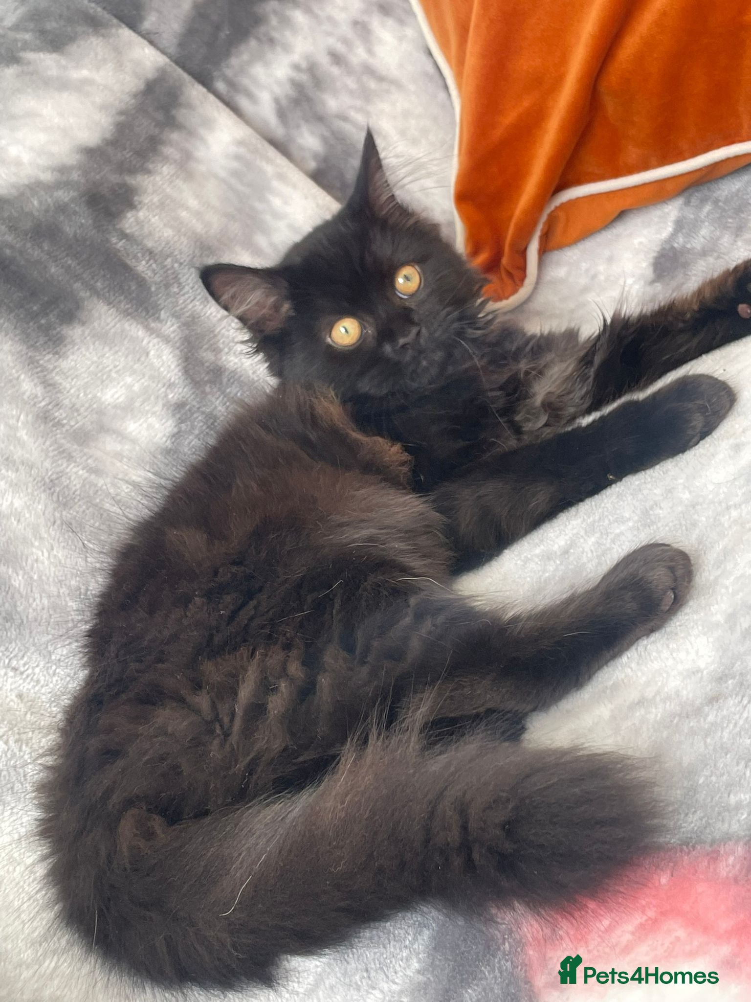 Mixed Breed cats Persian kitten for sale  - Advert 8