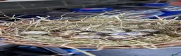 Quail poultry for sale: 🐣 Live Coturnix Jumbo Quail for Sale 🐣 - Advert 18