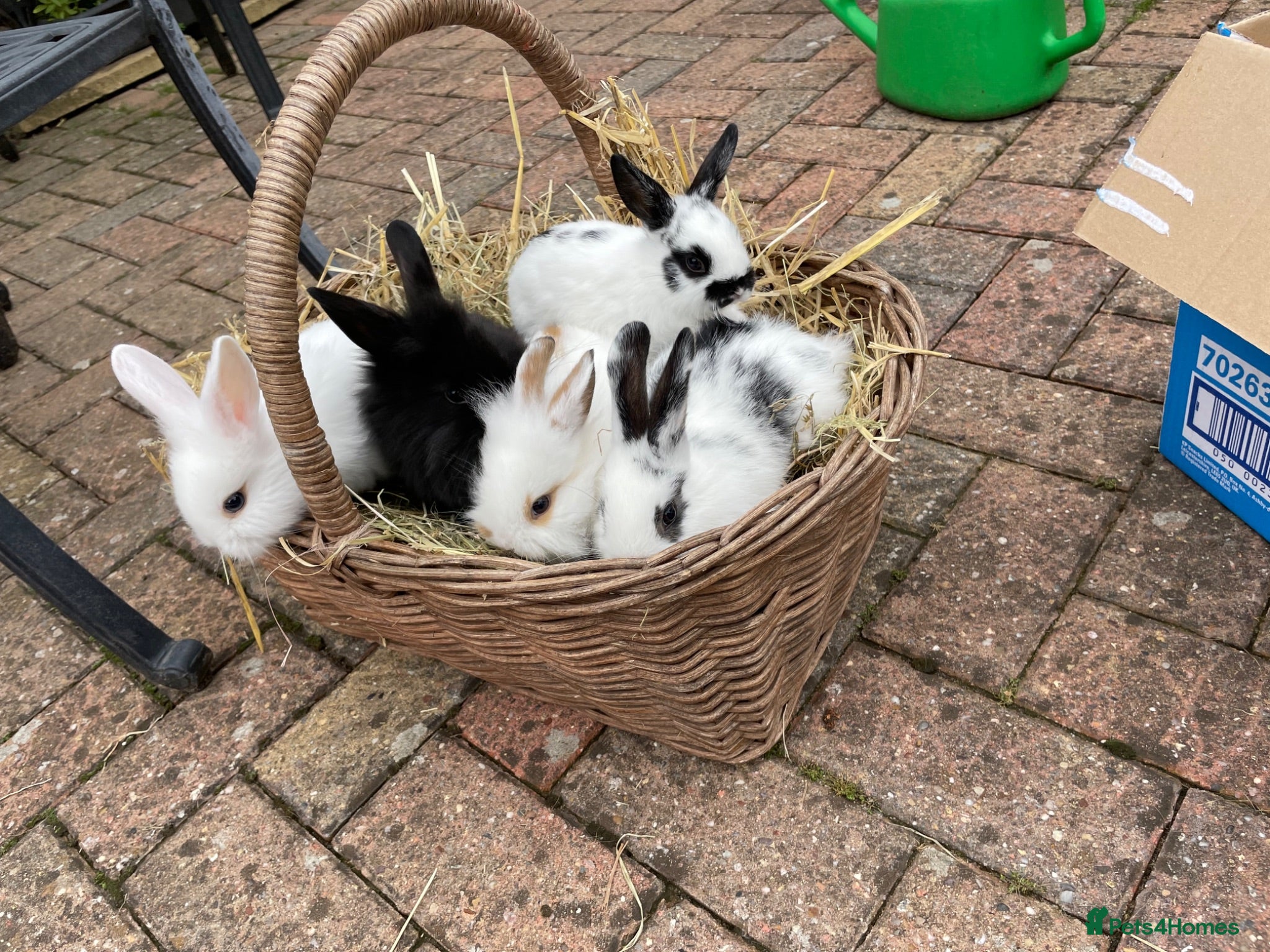Mixed Breed rabbits 5 Baby Mixed Bred Rabbits  - Advert 1