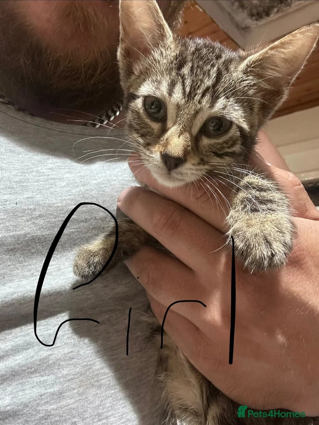 Mixed Breed cats for sale: 2 bengal cross kittens & 2 black kittens for sale - Advert 5