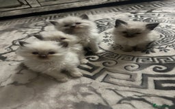 Ragdoll cats for sale: 5 blue eye fluffy ragdoll kittens  - Image 5