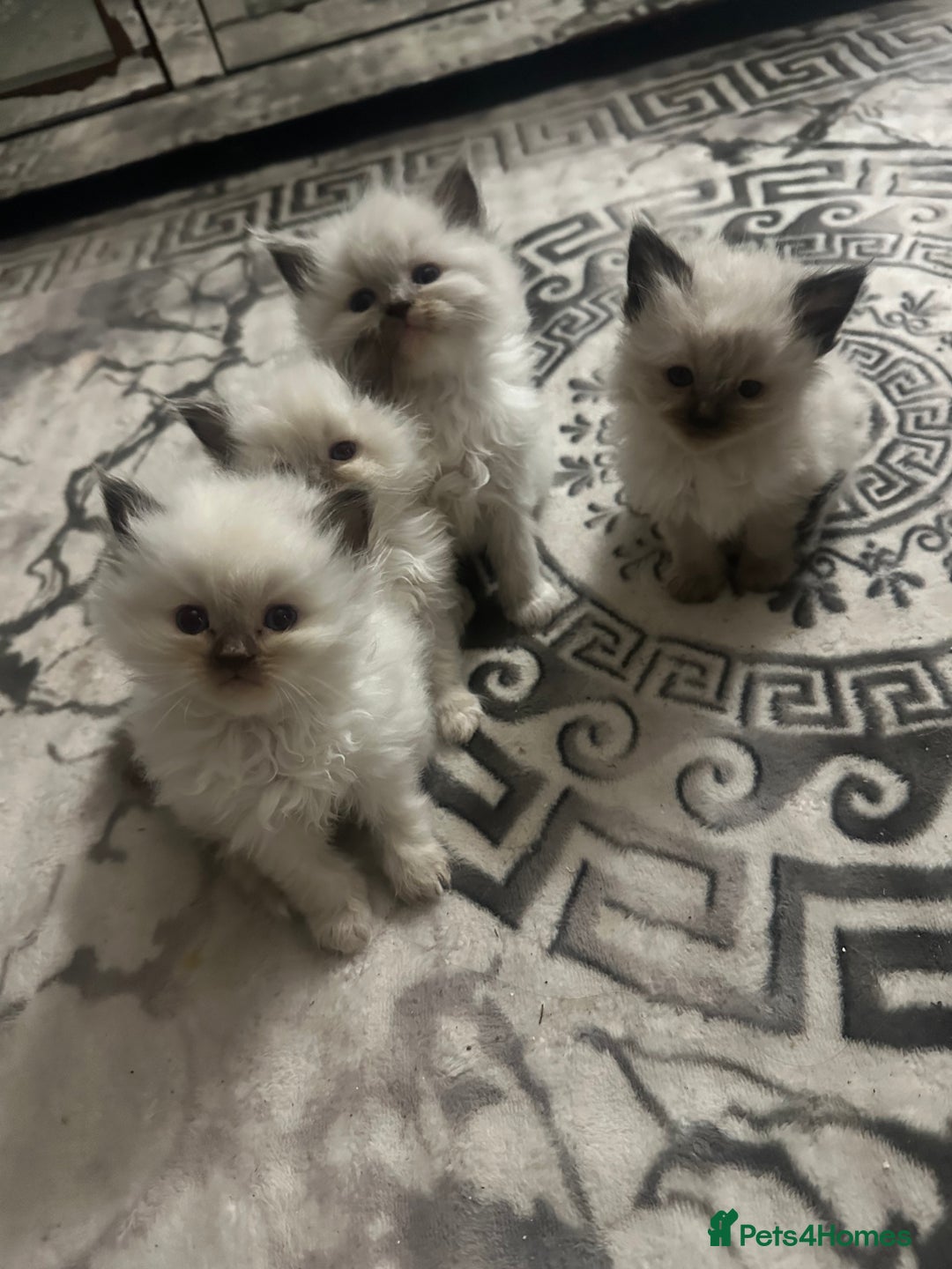 Ragdoll cats for sale: 5 blue eye fluffy ragdoll kittens  - Image 5