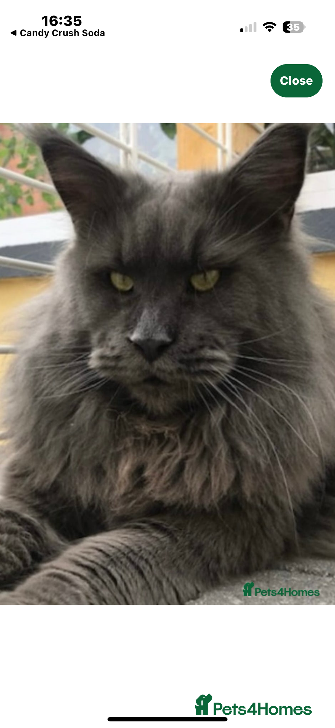 Maine Coon cats for sale: xl Maine coon kittens health tested parents  - Image 4