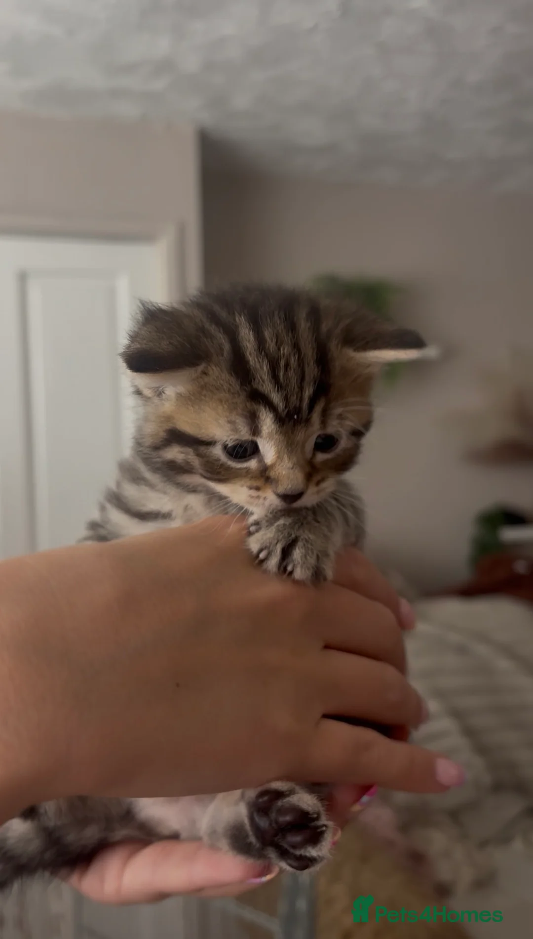 Mixed Breed cats for sale: Adorable Tabby X British short hair Kittens - Advert 2