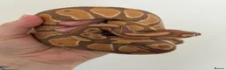 Python Snake reptiles for sale: Ultramel Royal Python with Vivarium - Advert 8