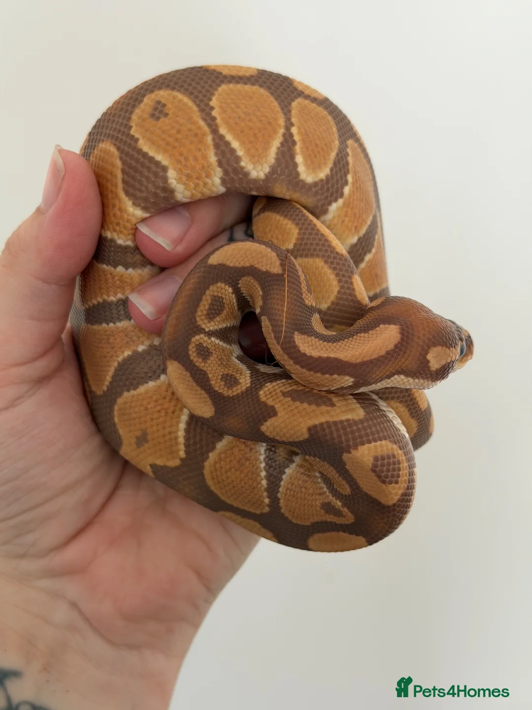 Python Snake reptiles for sale: Ultramel Royal Python with Vivarium - Advert 8