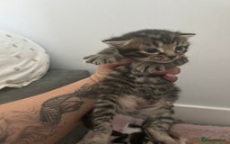 Mixed Breed cats for sale: 5 beautiful kittens  - Image 5