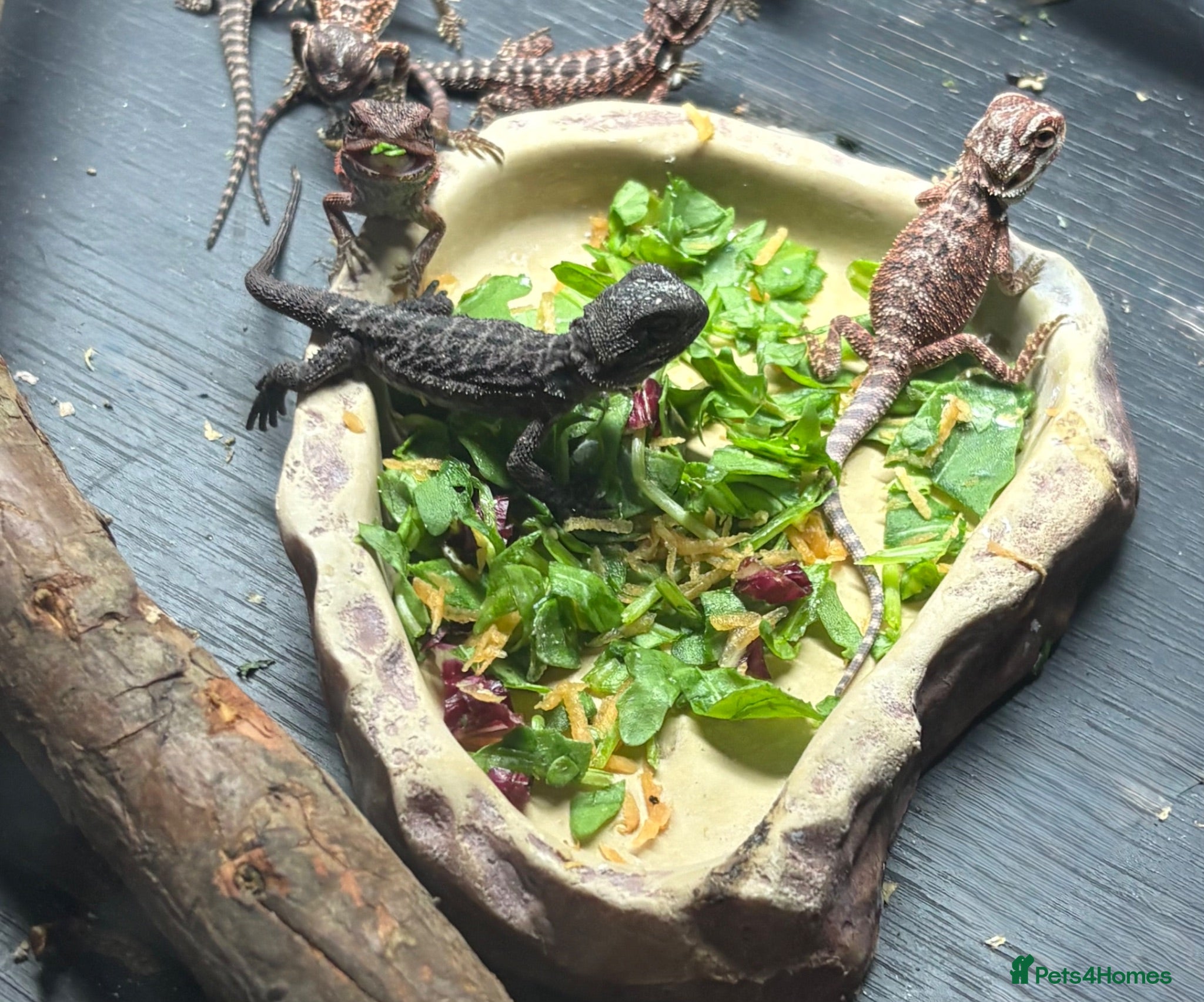 Bearded Dragon reptiles 100% red monster bearded dragon babies🐉 - Advert 1