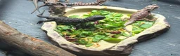 Bearded Dragon reptiles for sale: 100% red monster bearded dragon babies🐉 - Advert 1
