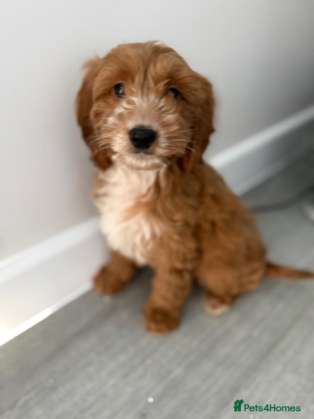 Cockapoo dogs for sale: F1 mixed coloured Cockapoo puppies - Advert 5