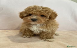 Maltipoo dogs for sale: Waiting list now open , health tested, Maltipoo’s - Image 8