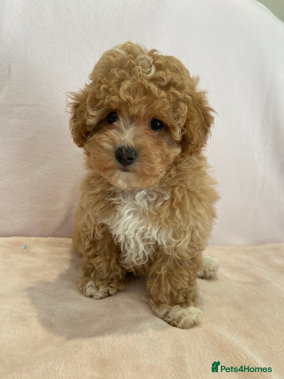 Maltipoo dogs for sale: Waiting list now open , health tested, Maltipoo’s - Image 8