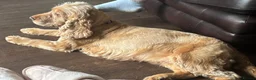 Cocker Spaniel dogs for sale: Beautiful show cocker spaniel girl  - Advert 5