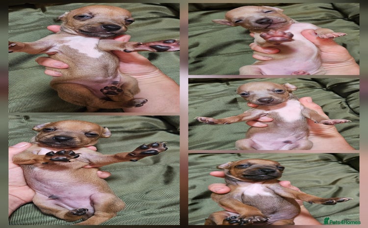 Italian Greyhound dogs - Advert 1