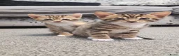 Bengal cats for sale: 🐾 Beautiful Bengal Cross Kittens 🐾 - Advert 3