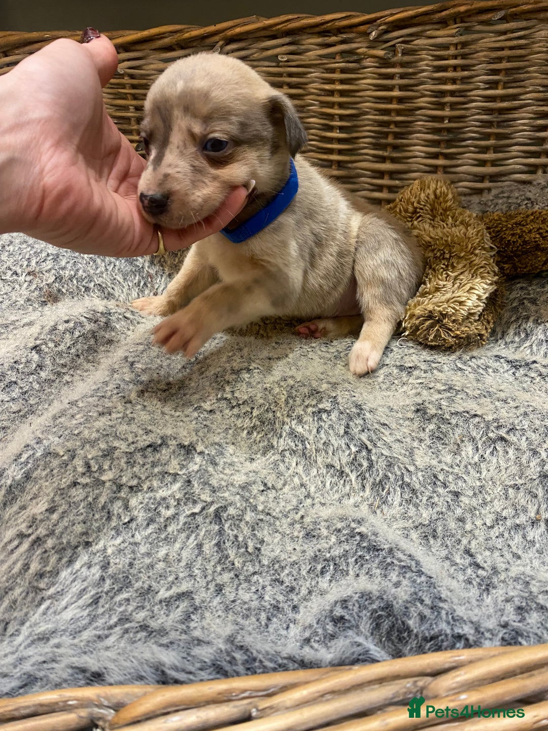 Mixed Breed dogs for sale: Beautiful merle whippet x collie puppies  - Advert 20